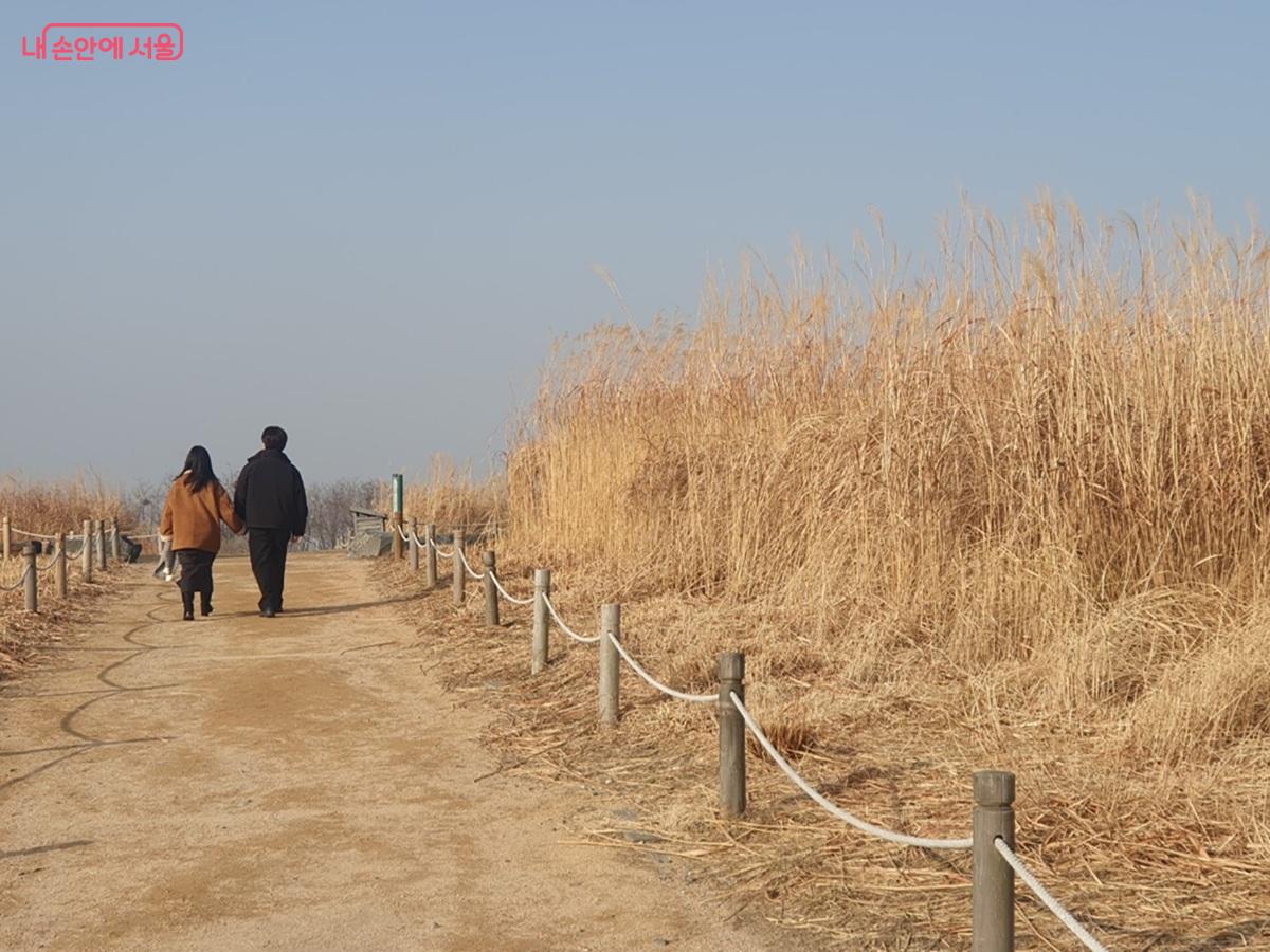 하늘공원에서 억새밭 산책 중인 모습이 한 편의 겨울 동화 같다. ©엄윤주