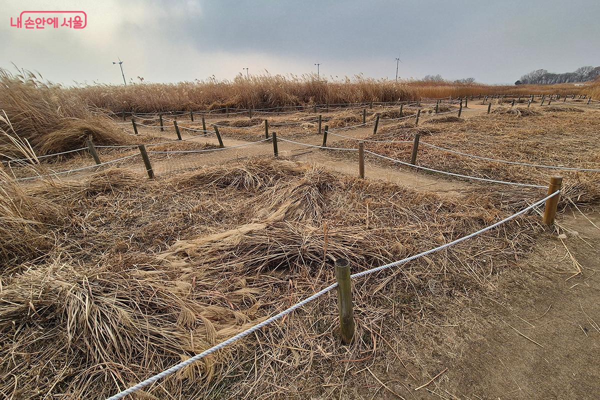 베어낸 억새는 대형 조형물로 만들어지거나 다양한 용도로 재활용된다.
