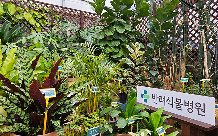 아픈 식물도 비대면 진료! 반려식물병원 영상&middot;원격 진료 도입