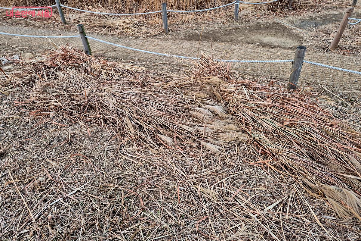 잘린 억새와 갈대들은 평화의 공원 '억새말 형제' 같은 대형 조형물의 재료로 쓰인다.