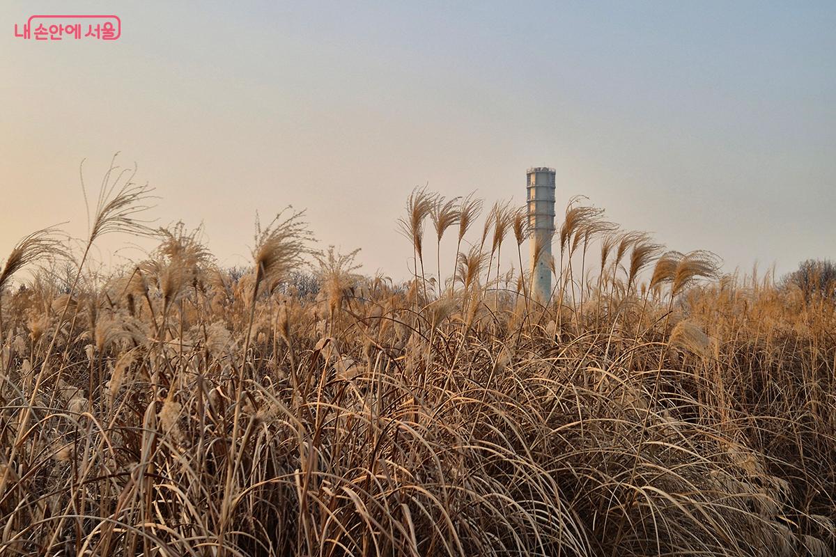 매년 11~12월에 억새를 잘라내어 겨울 풍경을 즐기기 어려웠지만, 올해는 관리 시기를 늦춰 겨울 억새 풍경을 감상할 수 있게 되었다.