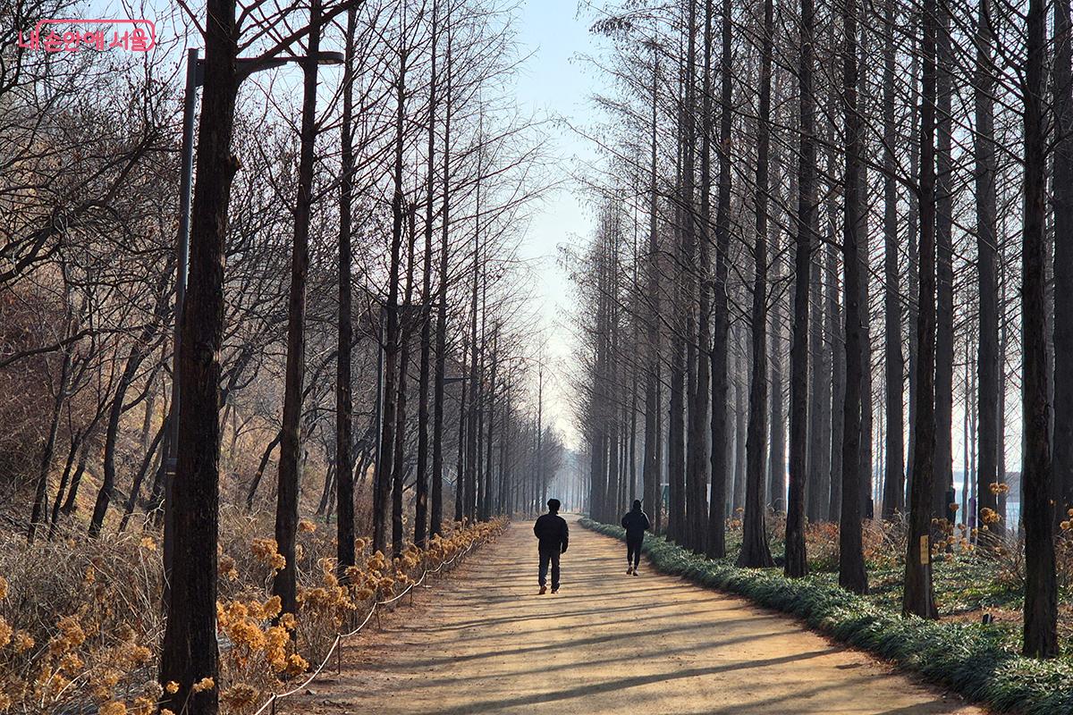 하늘공원 산책로를 따라 조성된  '메타세쿼이아 숲길'은 도심 속 대표적인 힐링 공간이다.