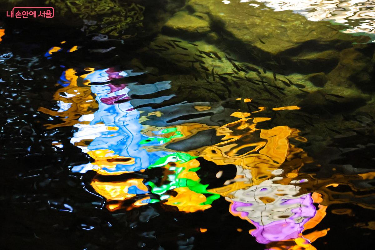 화려한 불빛 아래 청계천의 맑은 물속을 보여주는 물고기 떼 &copy;박성환