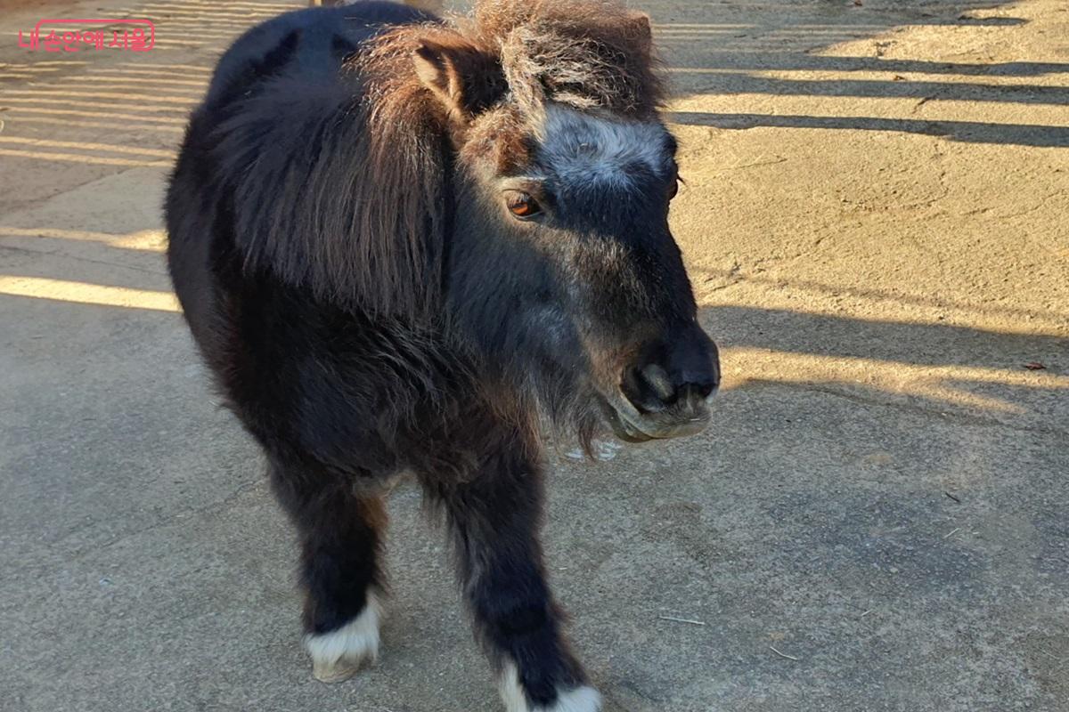 서울어린이대공원에는 미니 말, 얼룩말, 당나귀 총 5마리의 말을 볼 수 있다. &copy;김병규