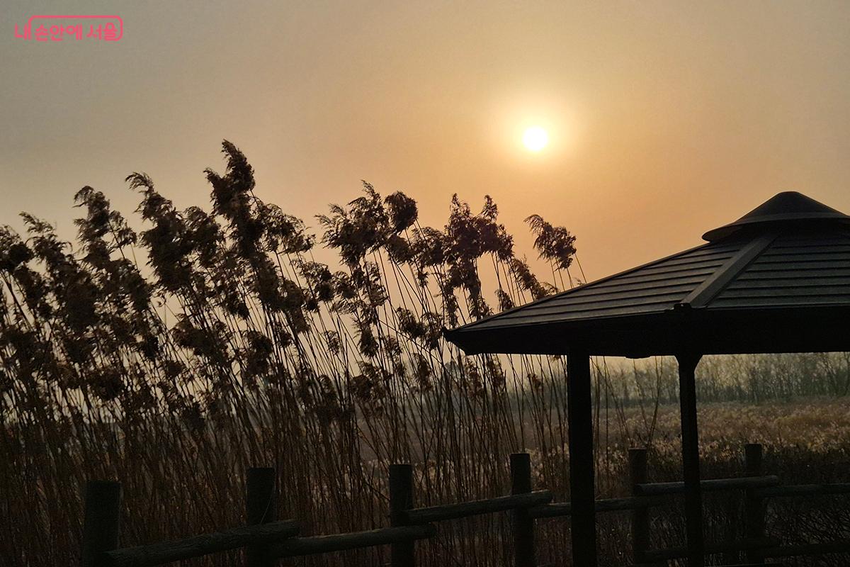 어른 키보다 높게 자란 억새들이 빽빽하게 줄지어 서서 관람객을 맞이하는 모습이 낯설면서도 신기하다. 