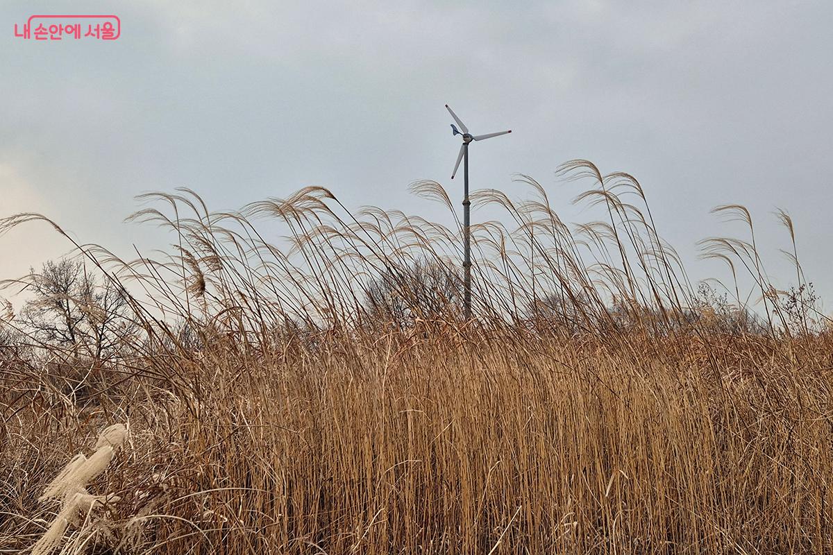 하늘공원의 전력 공급을 책임지는 풍력발전기가 갈대숲 너머로 보인다.