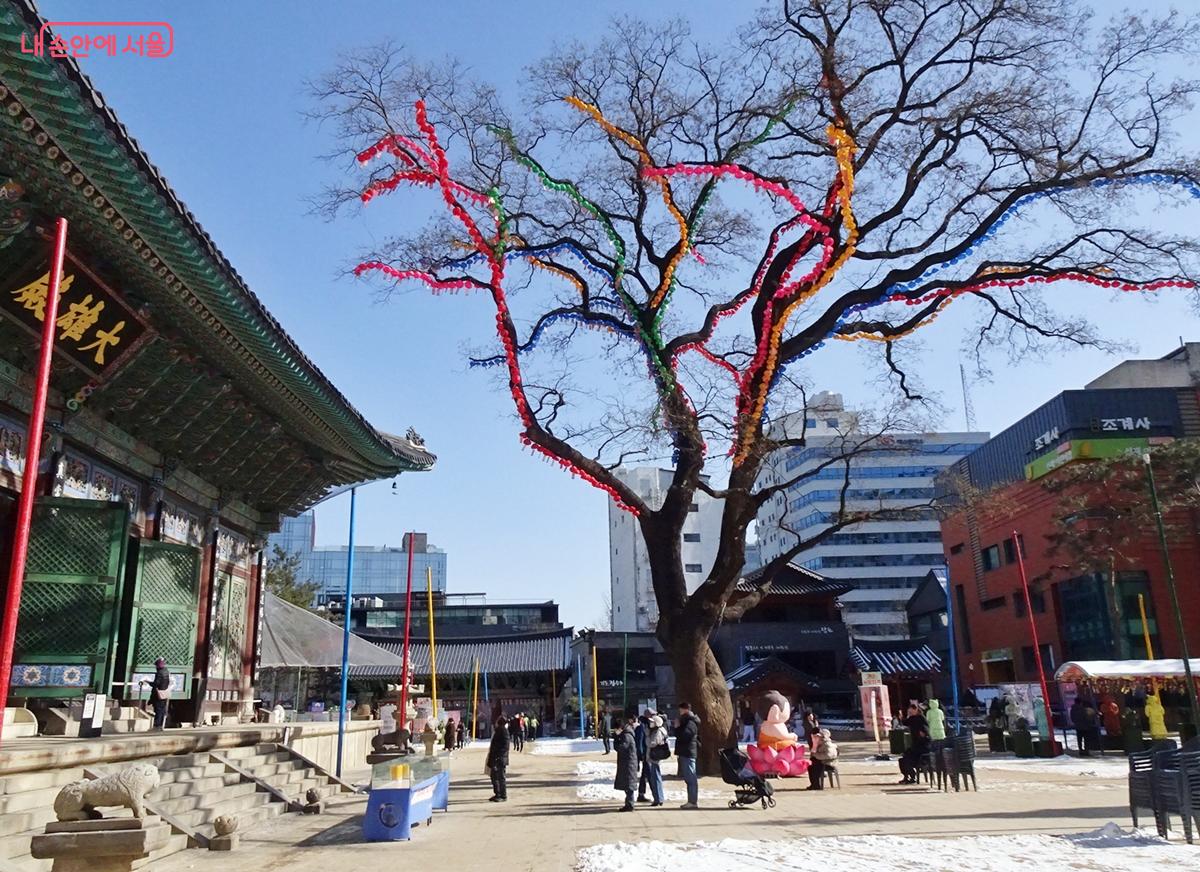 수령 450년의 장대한 회화나무 ⓒ김종성 