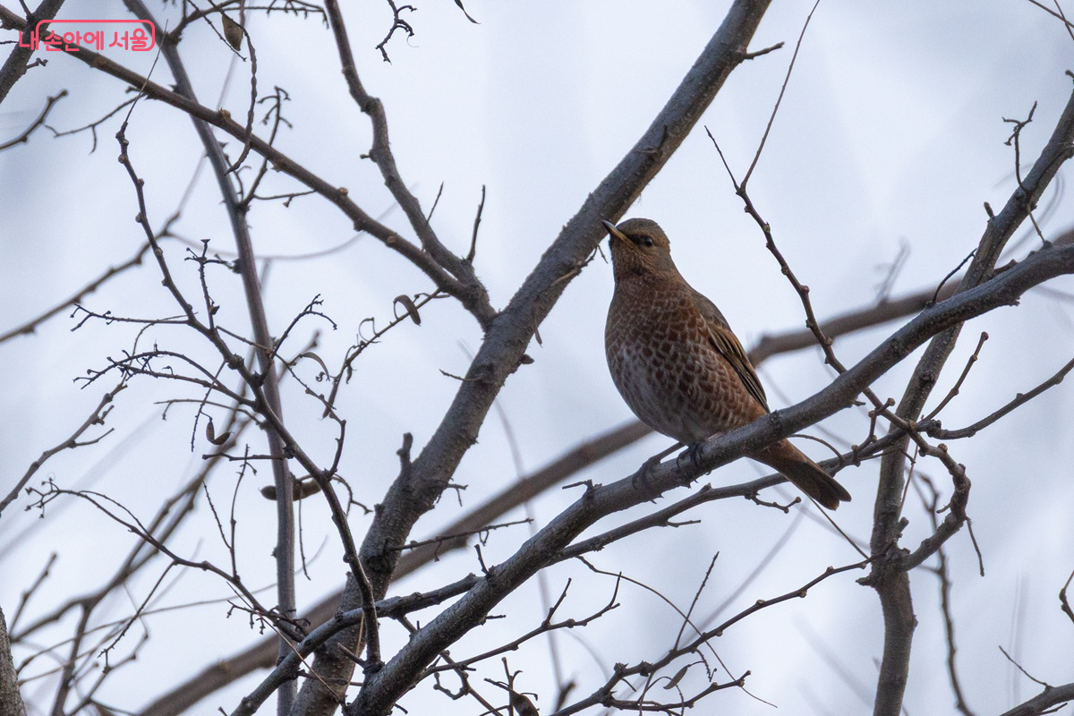 하늘공원에서 촬영된 노랑지빠귀 ©이진아