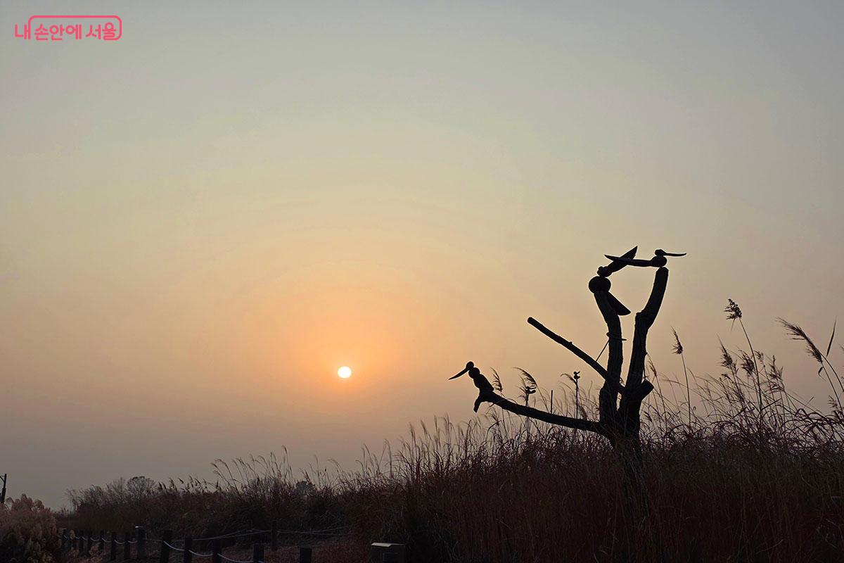 겨울 철새들의 은신처와 먹이 활동 터가 된 하늘공원 억새 &copy;이정민