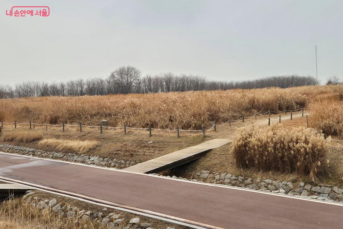 하늘공원 입구에 사람 키만큼 자란 금빛 억새가 바람에 일렁이며 몽환적인 분위기를 자아낸다.