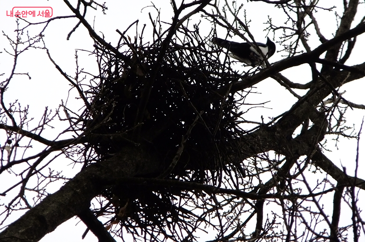 둥지 짓기 고수 까치 ⓒ김종성