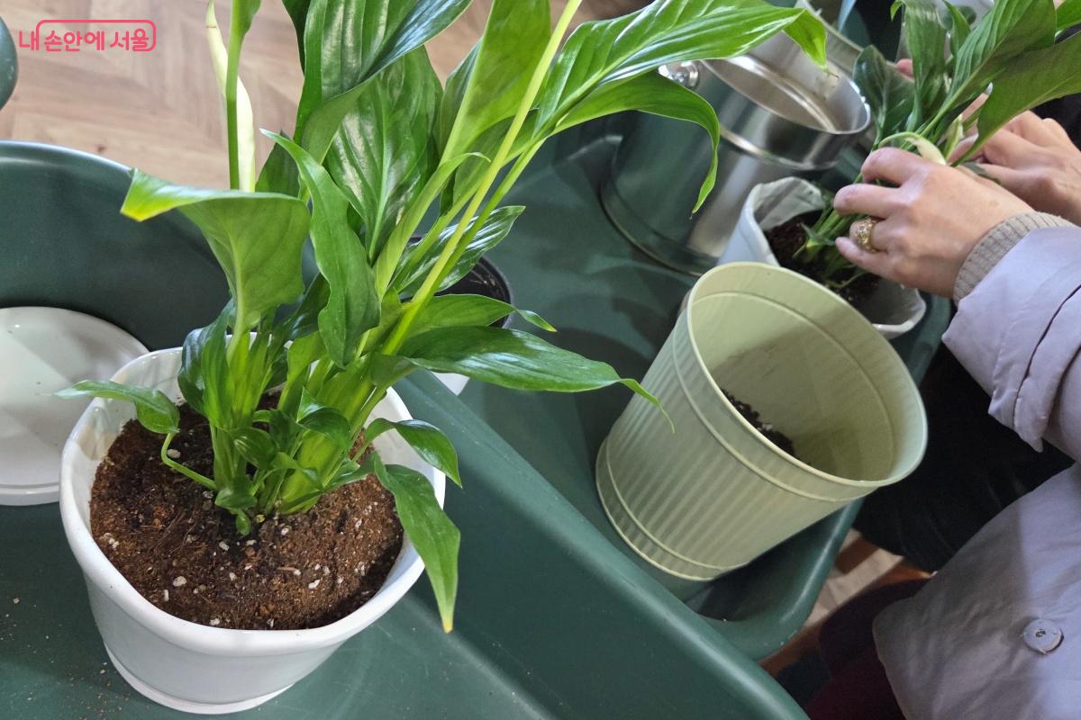 배양토로 채워진 화분 위에 다시 마사토로 채운다. &copy;김미선