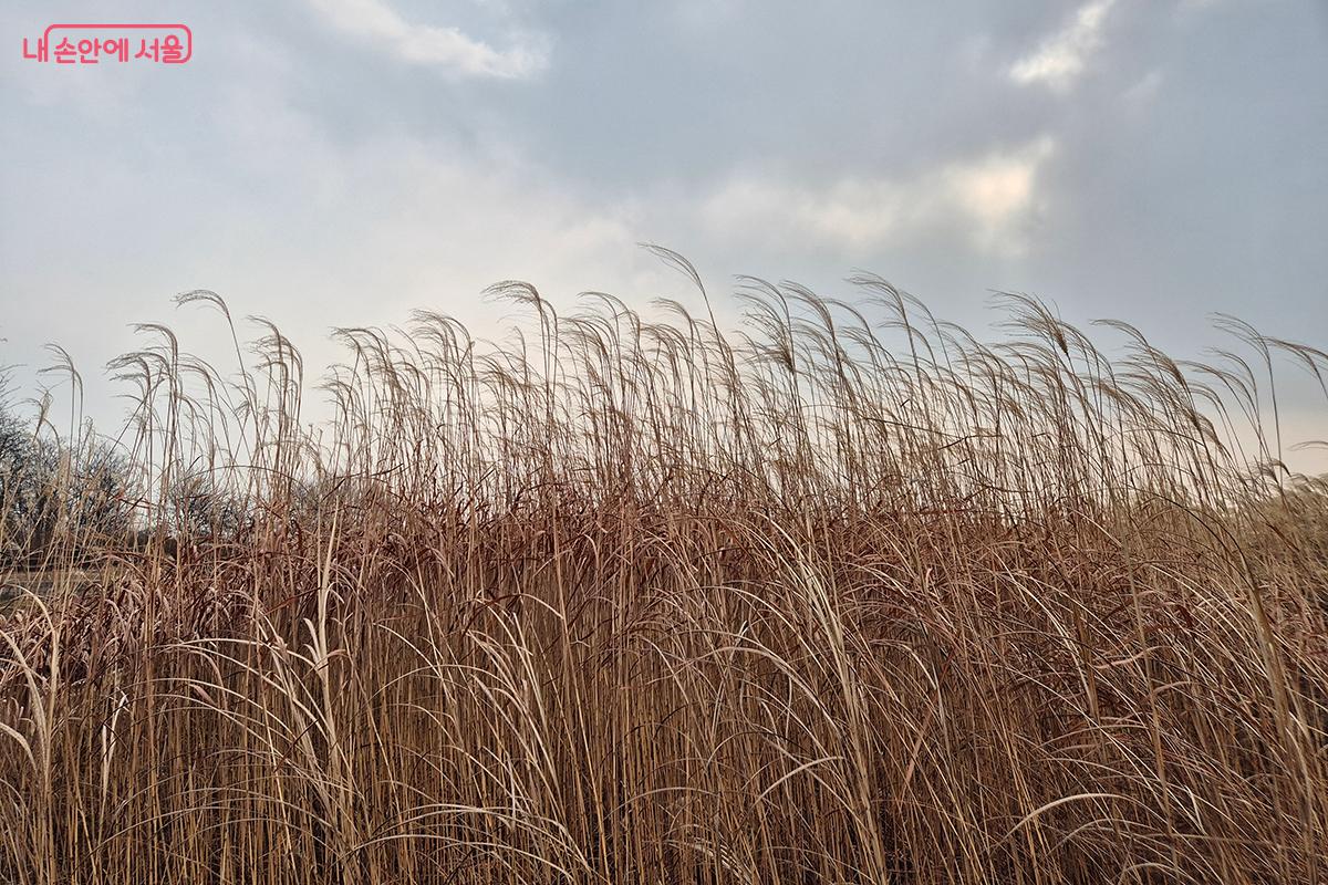 해발 약 100m 고지대의 평탄한 지형에 대규모 군락이 형성된 '하늘공원 억새'