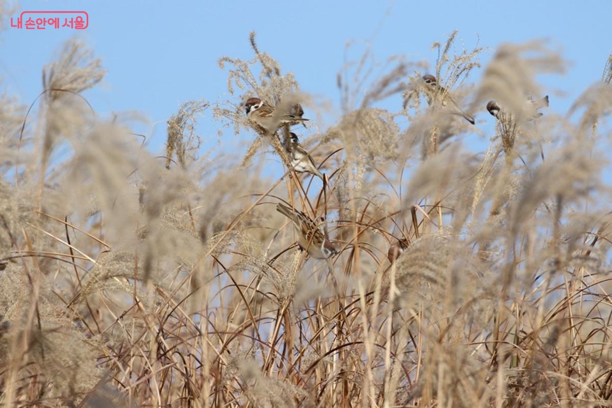 억새 씨앗이나 그 속에 사는 작은 곤충들은 작은 새들의 먹이가 된다. &copy;경희대 조류연구소 이진원 박사
