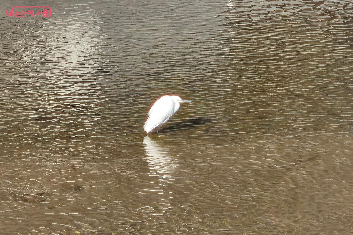 여의천에서 한가로이 먹이 사냥을 하고 있는 '노랑부리백로' ©이혜숙