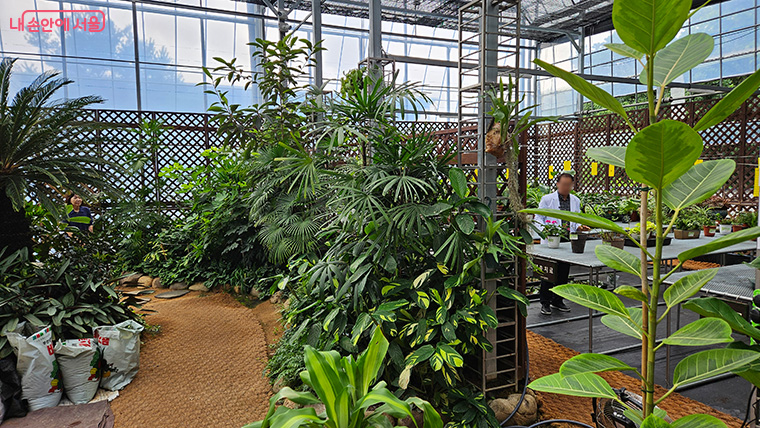 식물전문가가 정밀 진단 후 결과에 따라 약제 처방, 분갈이 등 맞춤형 치료를 제공한다. 
