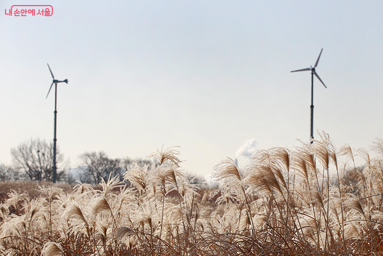 이제 하늘공원에서 겨울억새를 볼 수 있게 됐다.