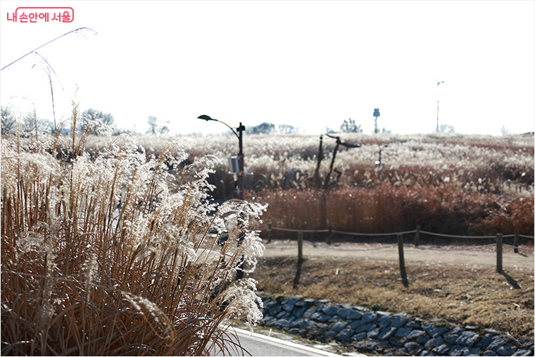 햇빛에 반짝이는 하늘공원 억새
