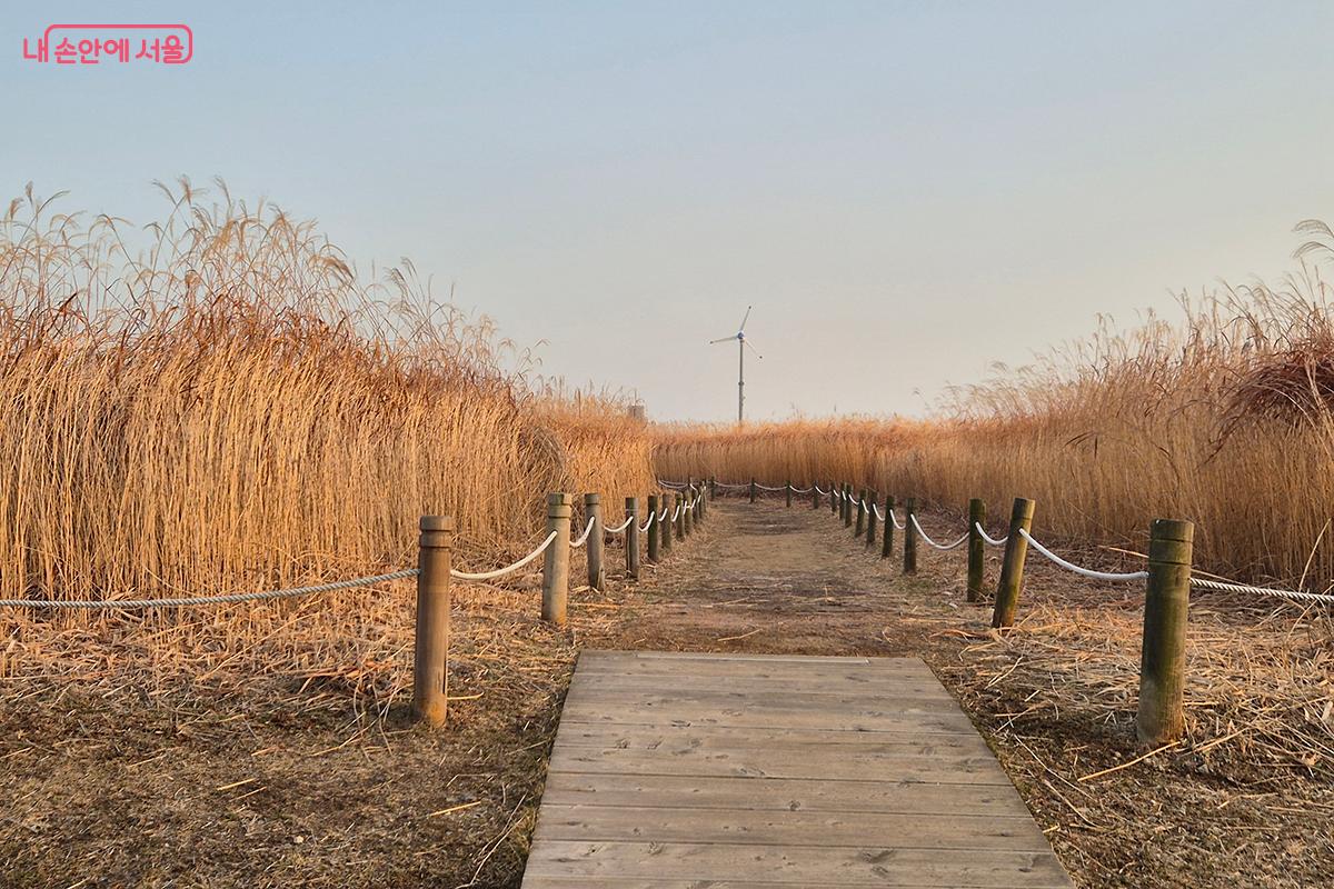 도심의 소음이 지워진 금빛 억새숲을 걷다 보면 마치 시간이 멈춰버린 낯선 행성에 떨어진 듯 신비로운 기분마저 든다.