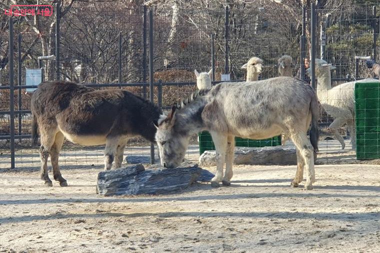 힘찬 말처럼 넘치는 에너지로 역동적인 한 해를 시작하면 어떨까. &copy;김병규