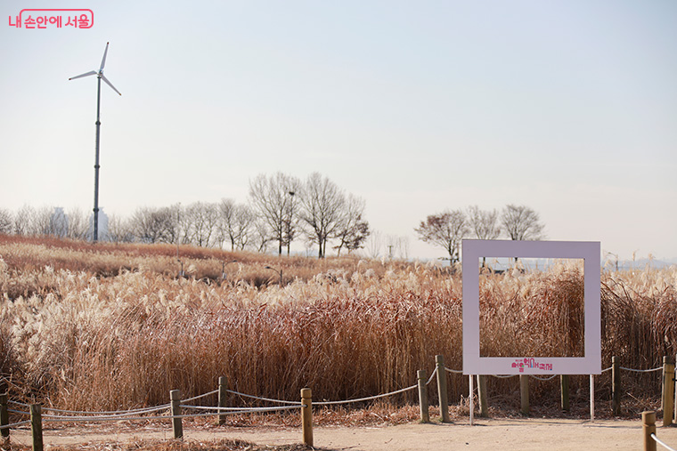 억새 존치로 철새들도 겨울 내에 보다 안정적으로 머물 수 있게 되었다.  