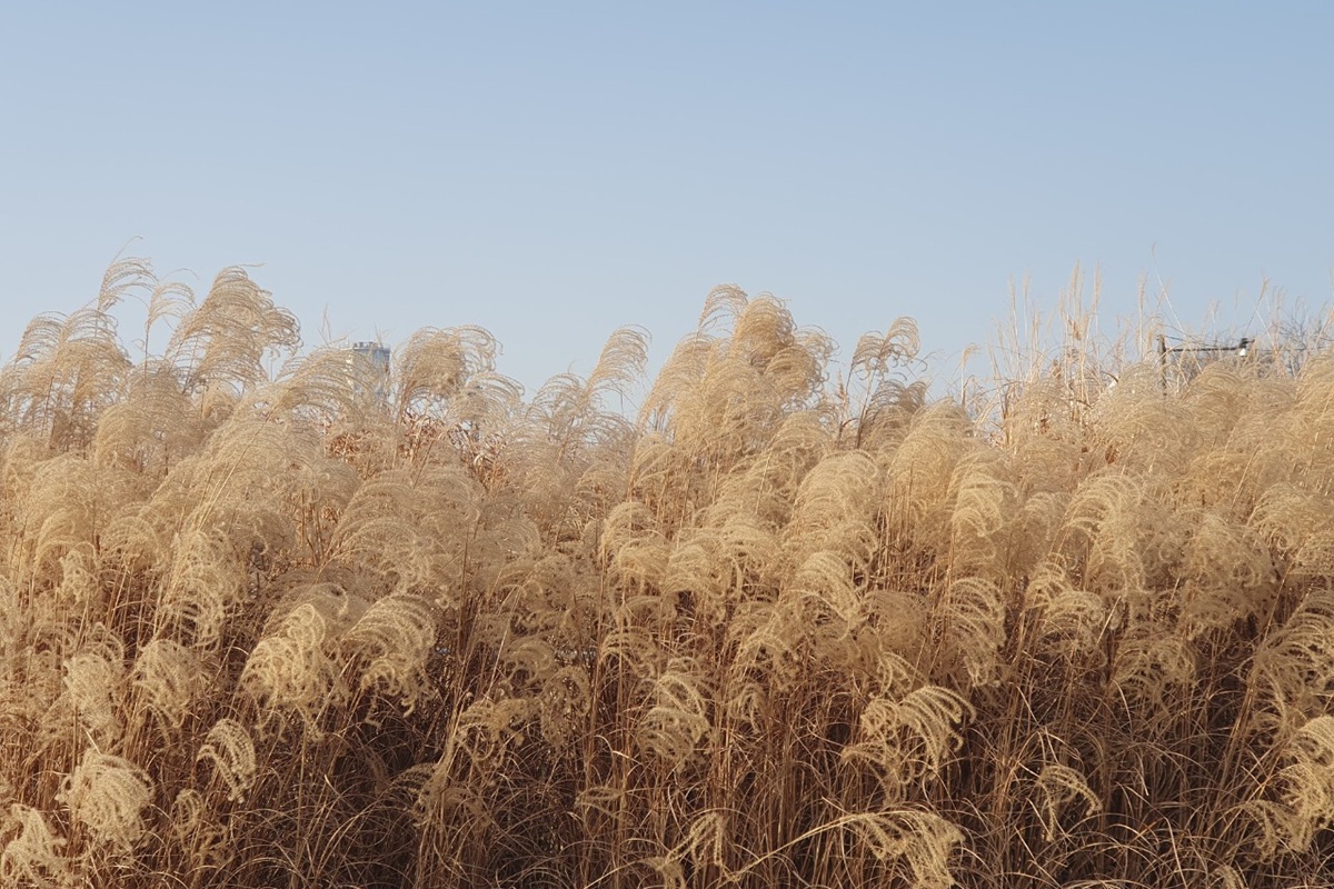 금빛으로 일렁이는 하늘공원! 철새들의 휴식처 된 겨울 억새 명소