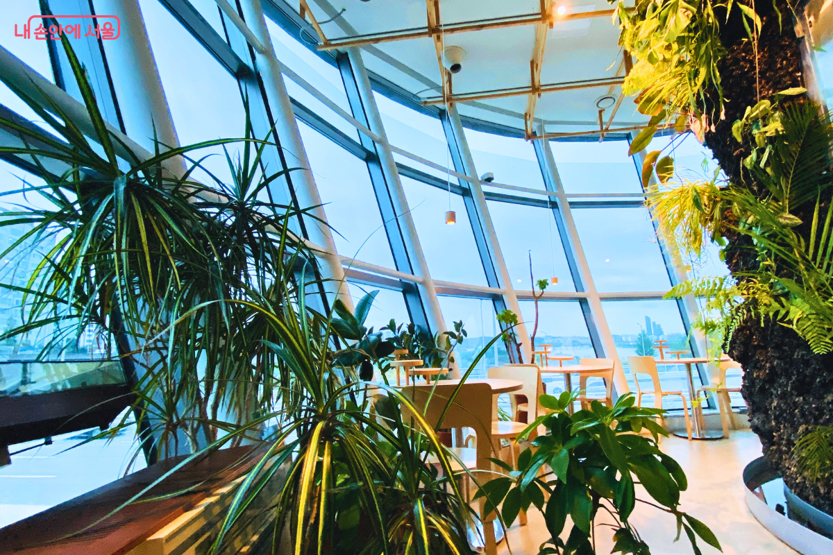 카페 내부 전경으로, 천장까지 이어진 거대한 통유리창을 통해 외부 전경이 보인다. 실내에는 커다란 야자수와 다양한 관엽식물들이 가득 배치되어 있으며, 나무 소재의 테이블과 의자가 자연 친화적인 느낌을 준다. &copy;양정화