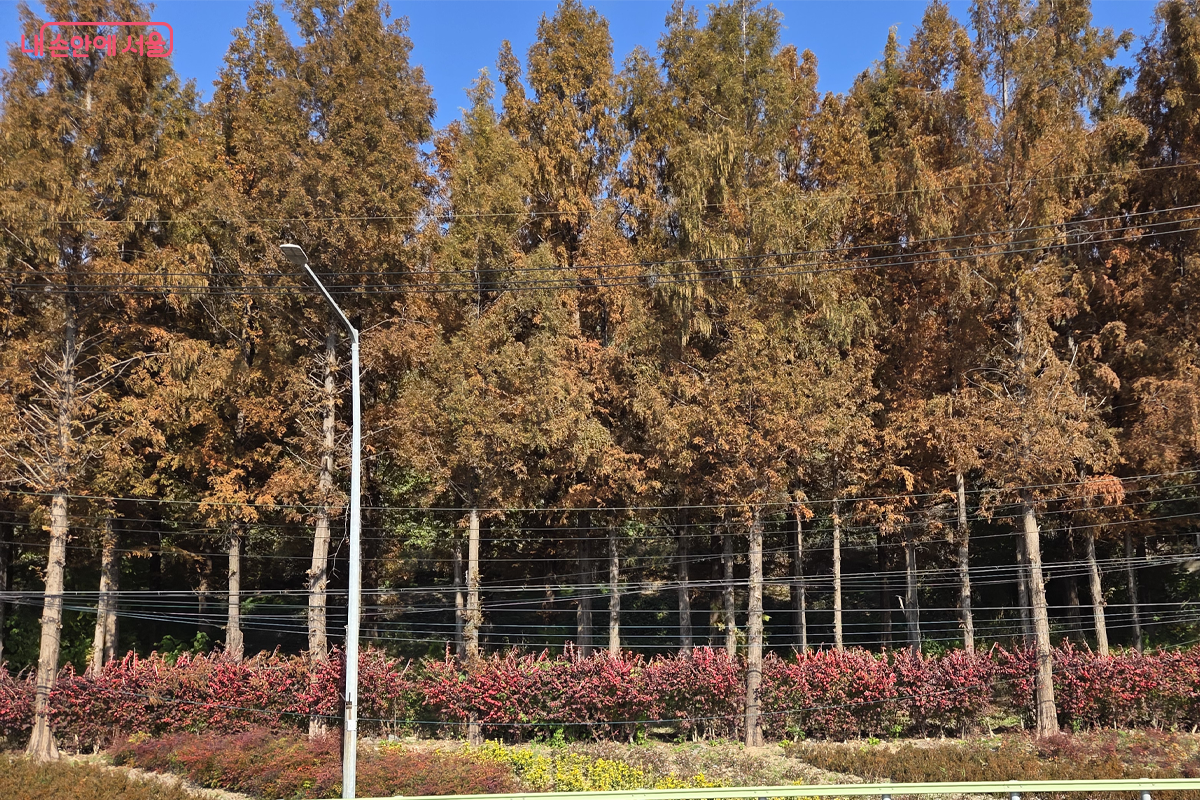 강변북로 따라 단풍 든 작은 나무와 메타세쿼이아길이 이국적 풍경 &copy;장미화