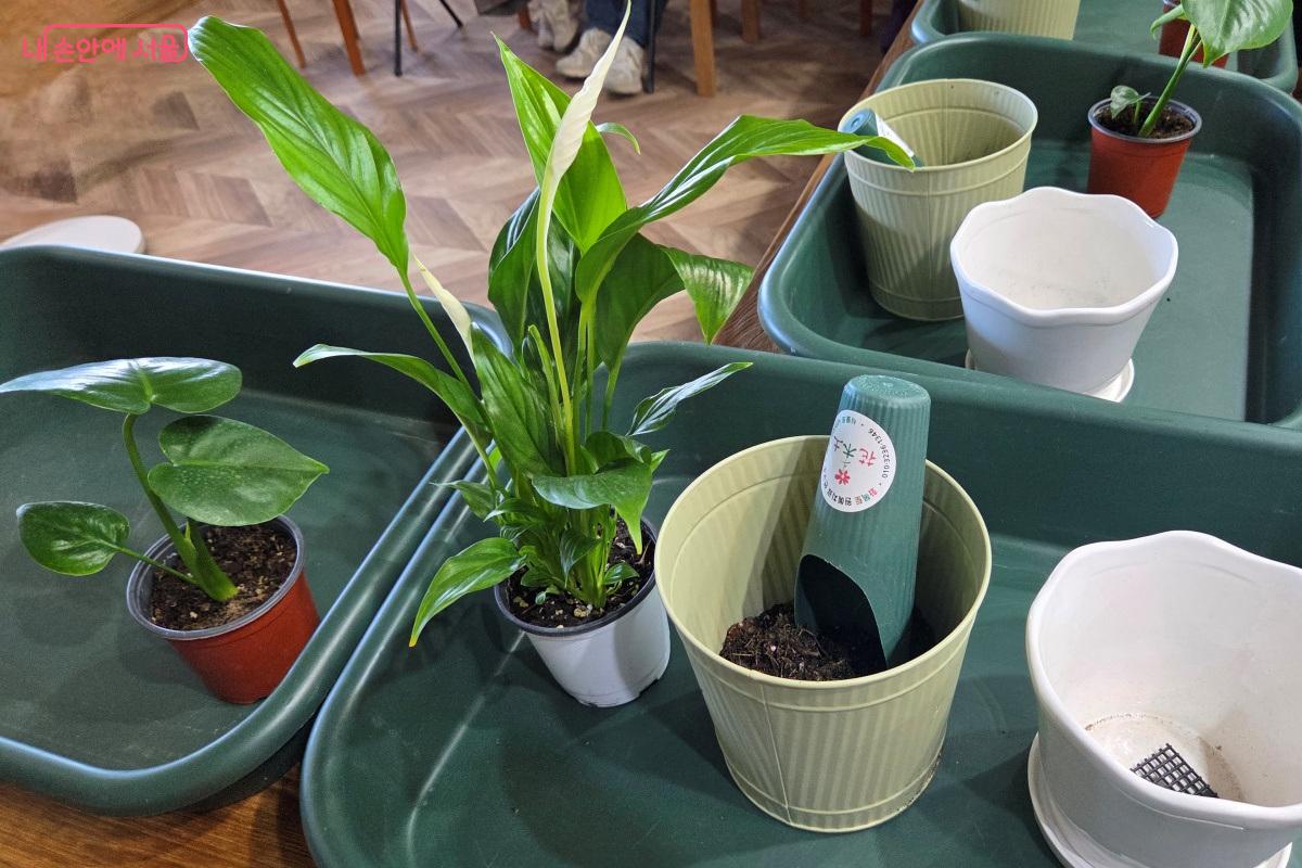 테이블 위에 화초, 흙, 마사토 등이 놓여 있었다. &copy;김미선