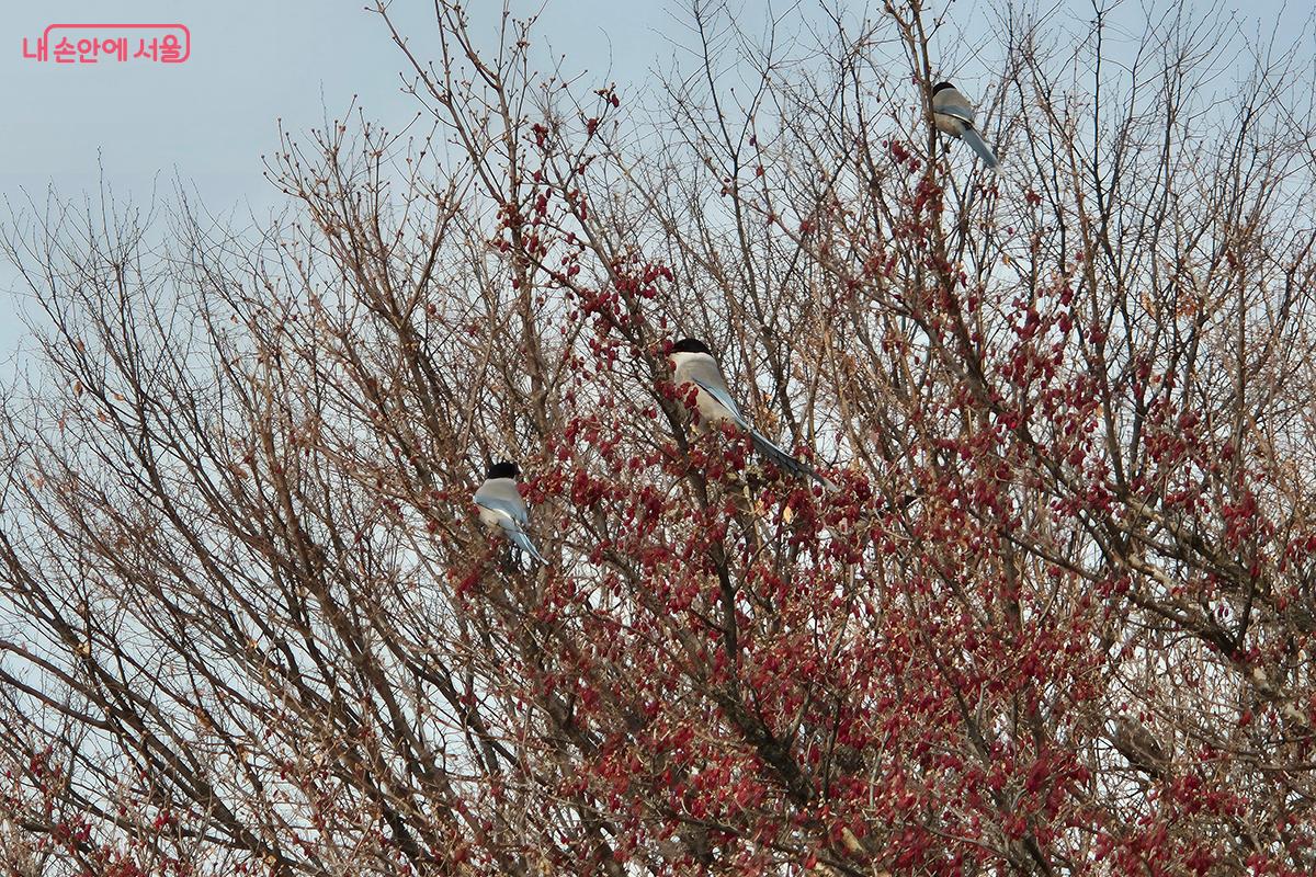 겨울 동안 억새가 든든한 쉼터가 되어주어, 철새들이 안정적으로 머물며 도심 속 자연 생태계의 활력을 더할 수 있게 되었다.