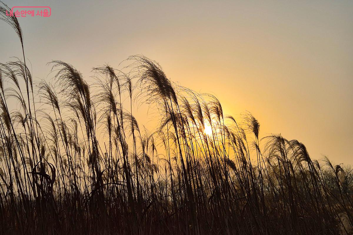 하늘공원 겨울 억새 군락은 이제 거대한 '생명의 이불'이 되어 온누리를 포근히 감싸고 있다.