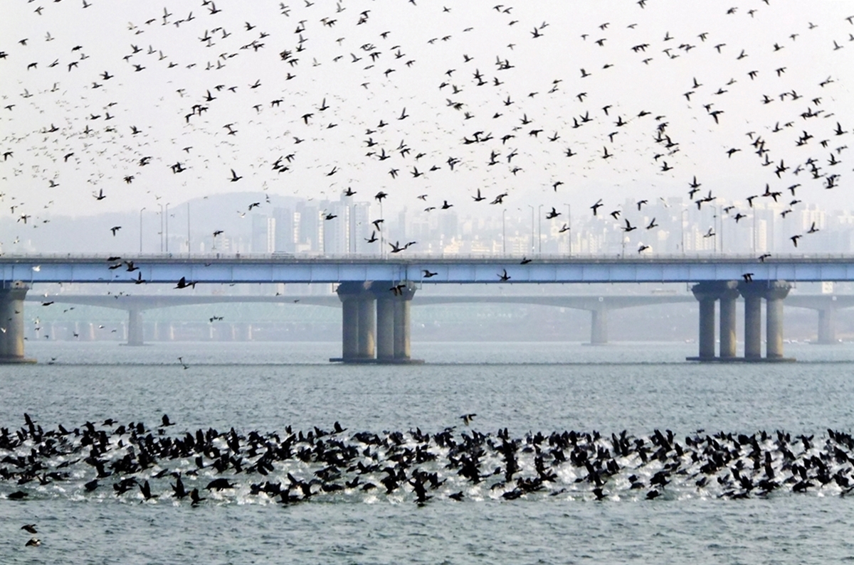 철새부터 텃새까지&hellip;새가 머무는 이유가 있다! 강서습지생태공원 