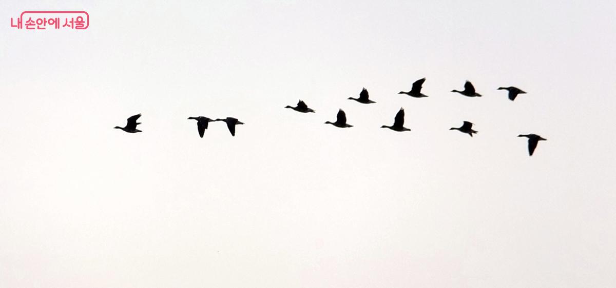 멋진 편대비행을 하는 기러기 ⓒ김종성