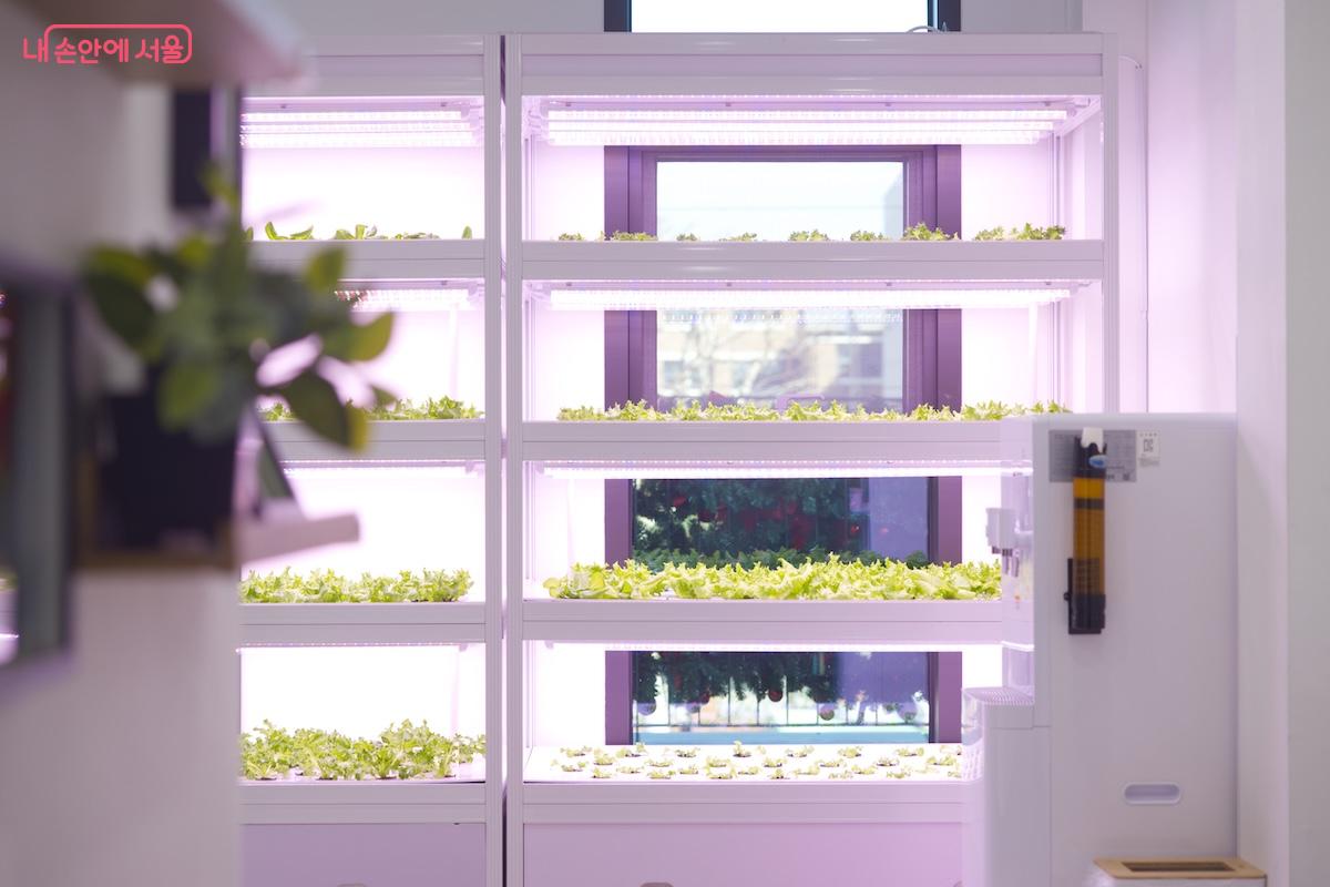 1층, 2층 각 채소들이 재배되고 있는 것을 스스로 견학할 수 있다