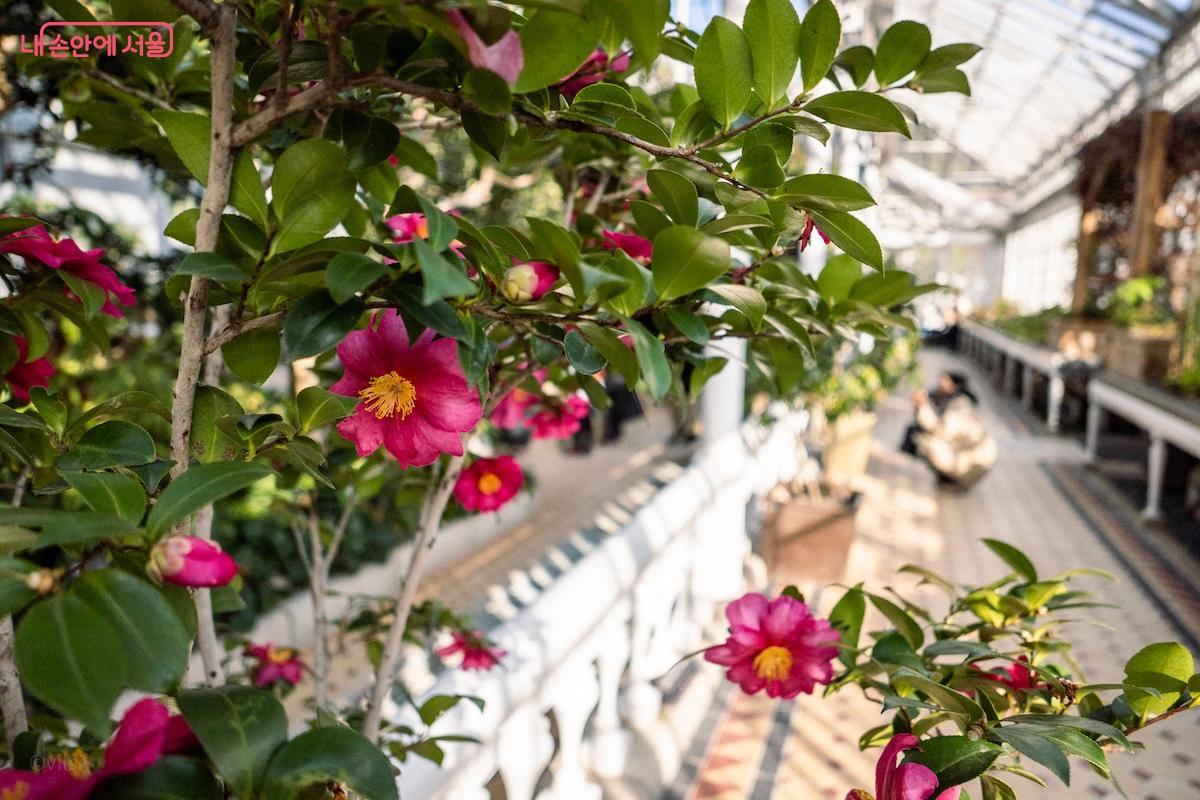 동백꽃과 아기동백꽃이 함께 꽃을 피워 꽃을 좋아하는 마음을 들키게 만든다