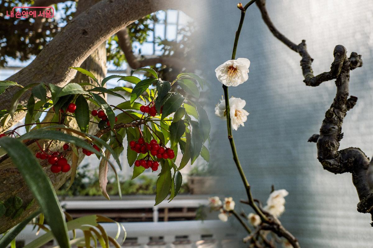 2월 창경궁 대온실에서 매화와 붉은 백량금 열매도 볼 수 있다 