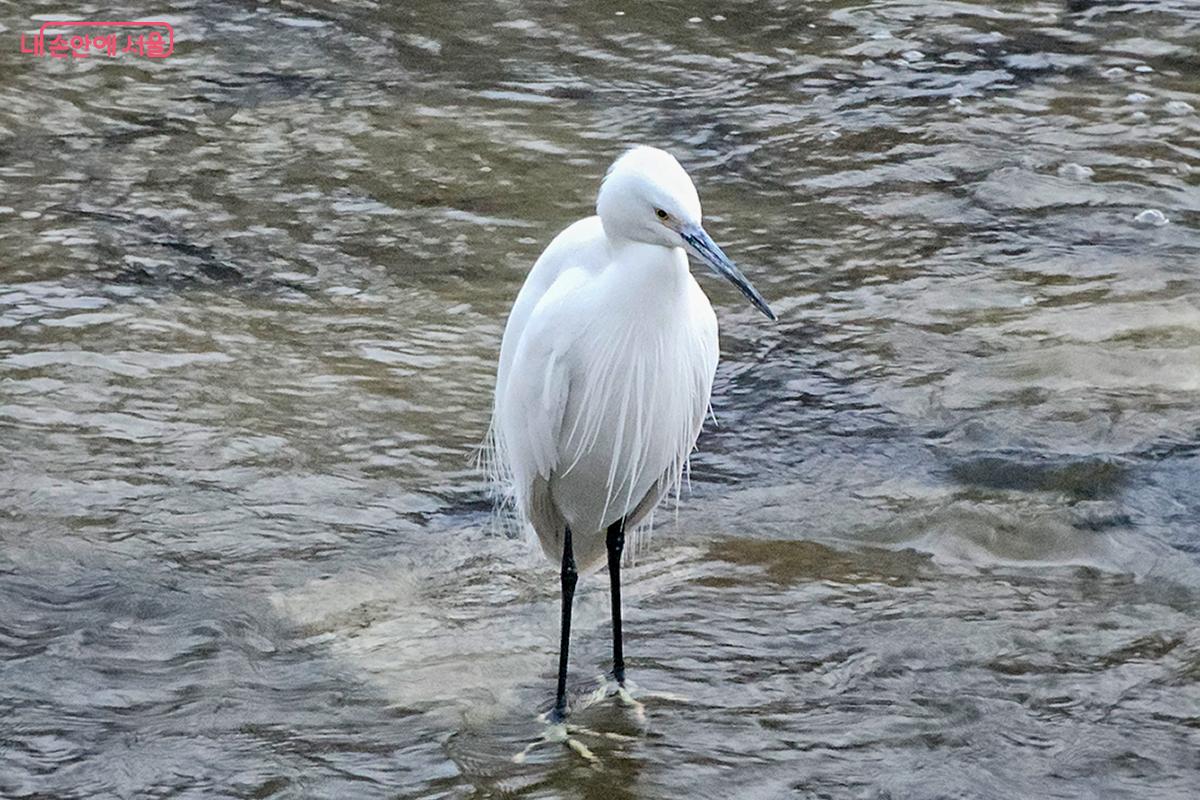 우이천에서 만난 겨울 손님, 하얀 왜가리 ⓒ장신자