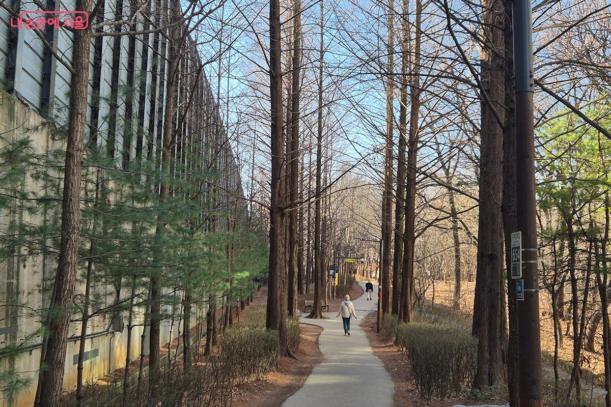하늘을 향해 시원하게 뻗은 메타세쿼이아 모습은 보기만 해도 상쾌함이 느껴진다. ©정향선
