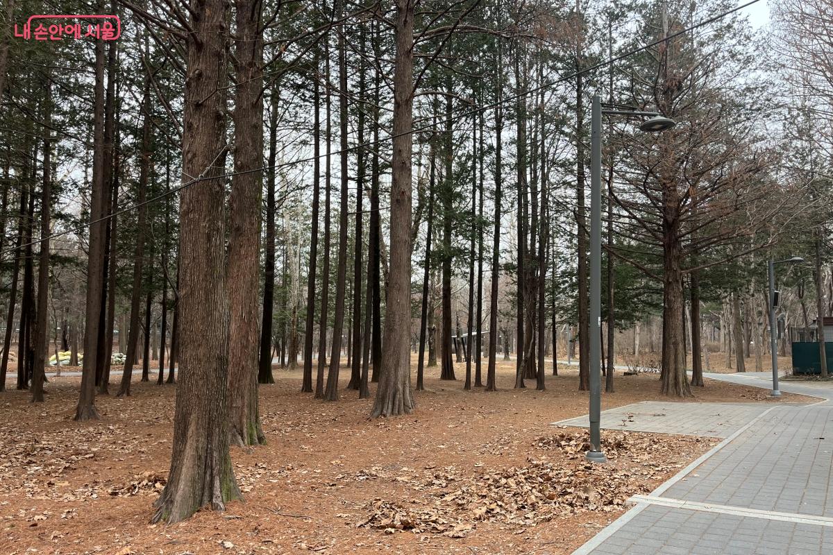 삼일절 나들이와 산책을 즐기기 좋은 매헌시민의숲 &copy;김연희