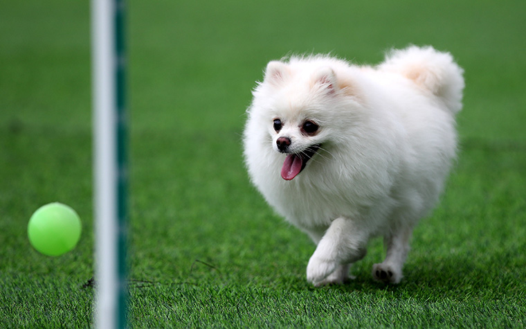 안심하고 다녀오개! '우리동네 펫위탁소' 취약층 반려동물 돌봄 지원