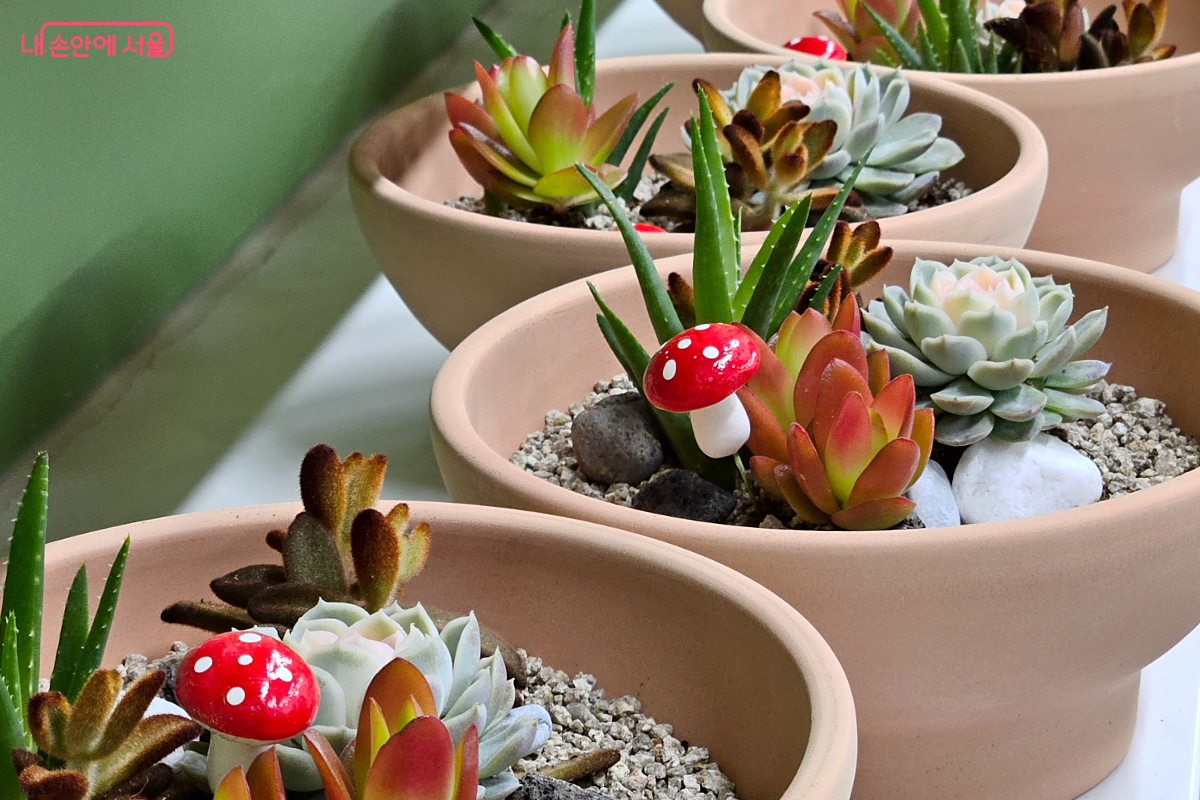 참가자들이 꾸민 다육식물 정원이 일렬로 진열되어 있다.