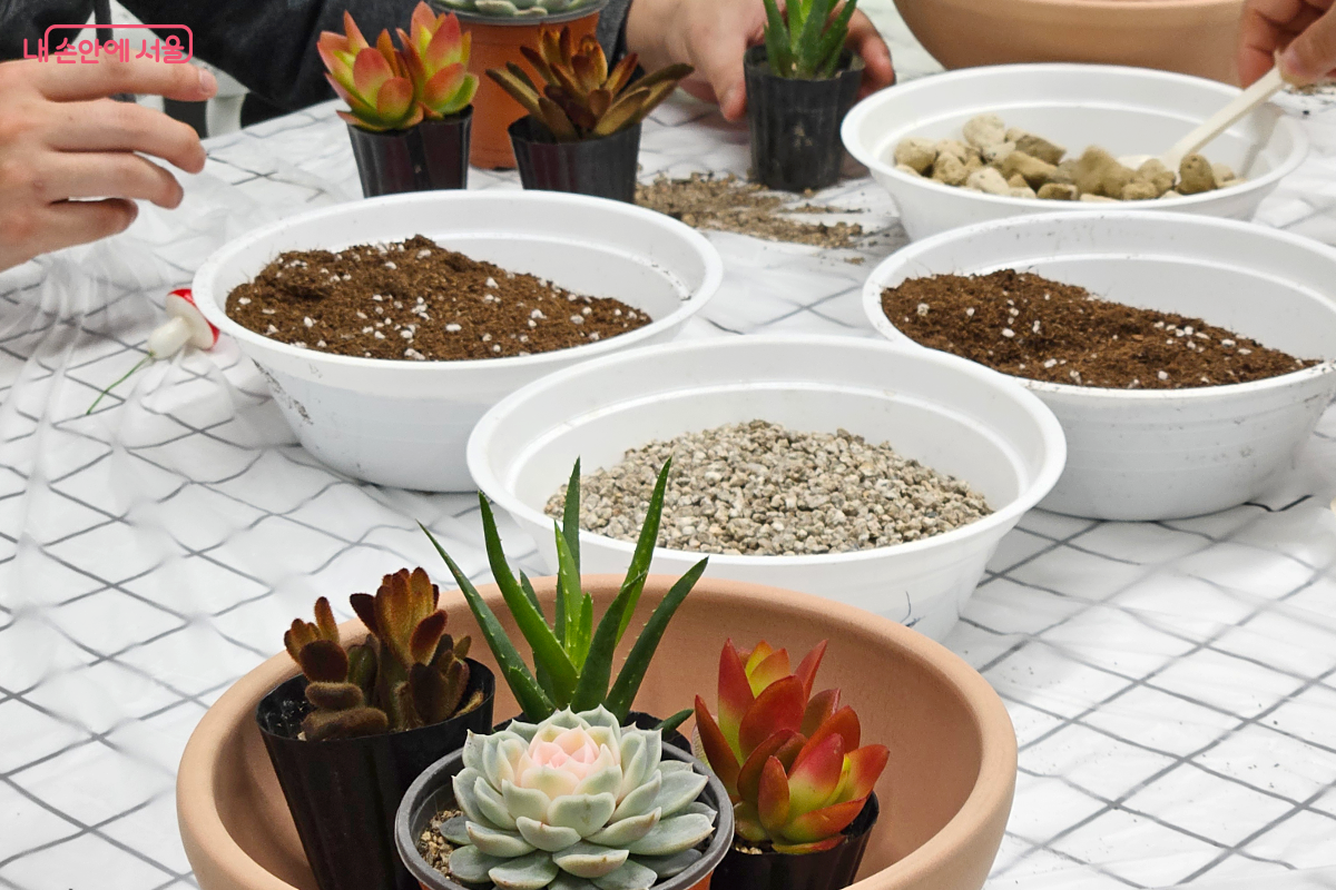테이블에는 네 가지의 다육식물이 담긴 주황색 원형 화분과 배양토, 마사토가 담긴 흰색 그릇 네 개가 놓여 있다.