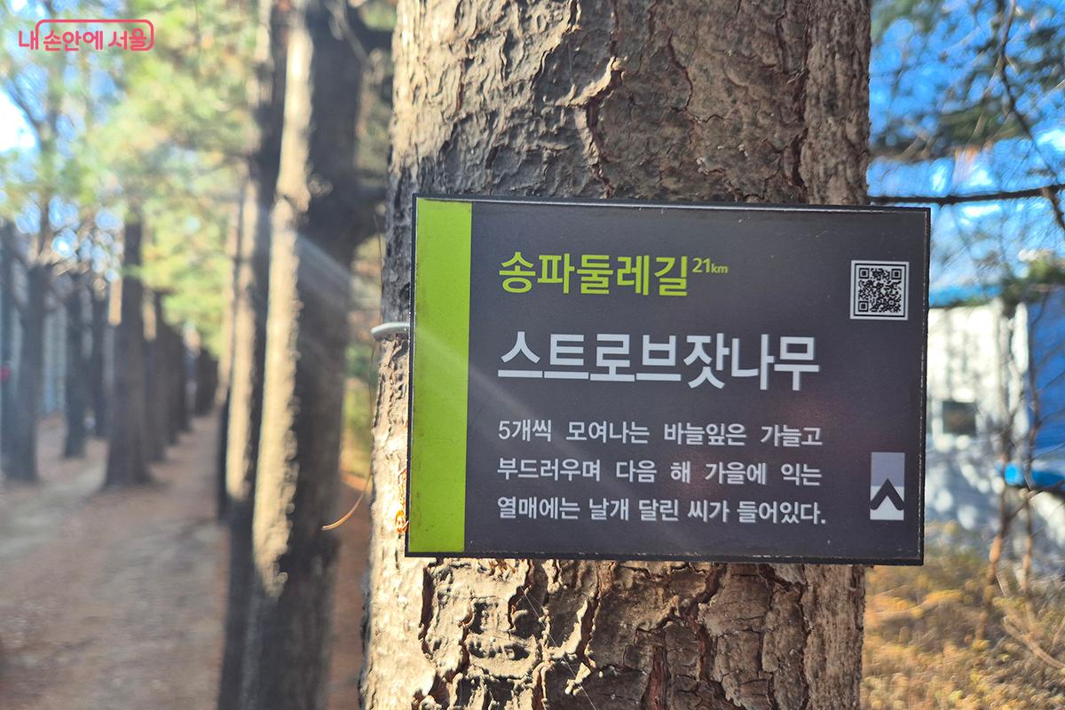 '메타세쿼이아 길'은 메타세쿼이아 나무이 외에도 스트로브잣나무 같은 침엽수림으로 이루어져 있다. &copy;정향선