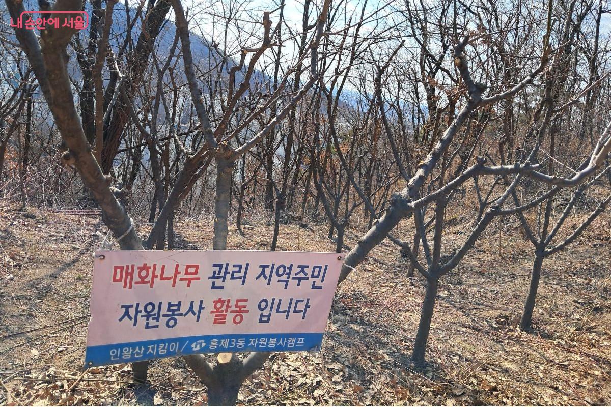 인왕산 기차바위로 향하는 등산로에서 마주친 지역주민들의 자원봉사로 관리되고 있는 매화나무 단지