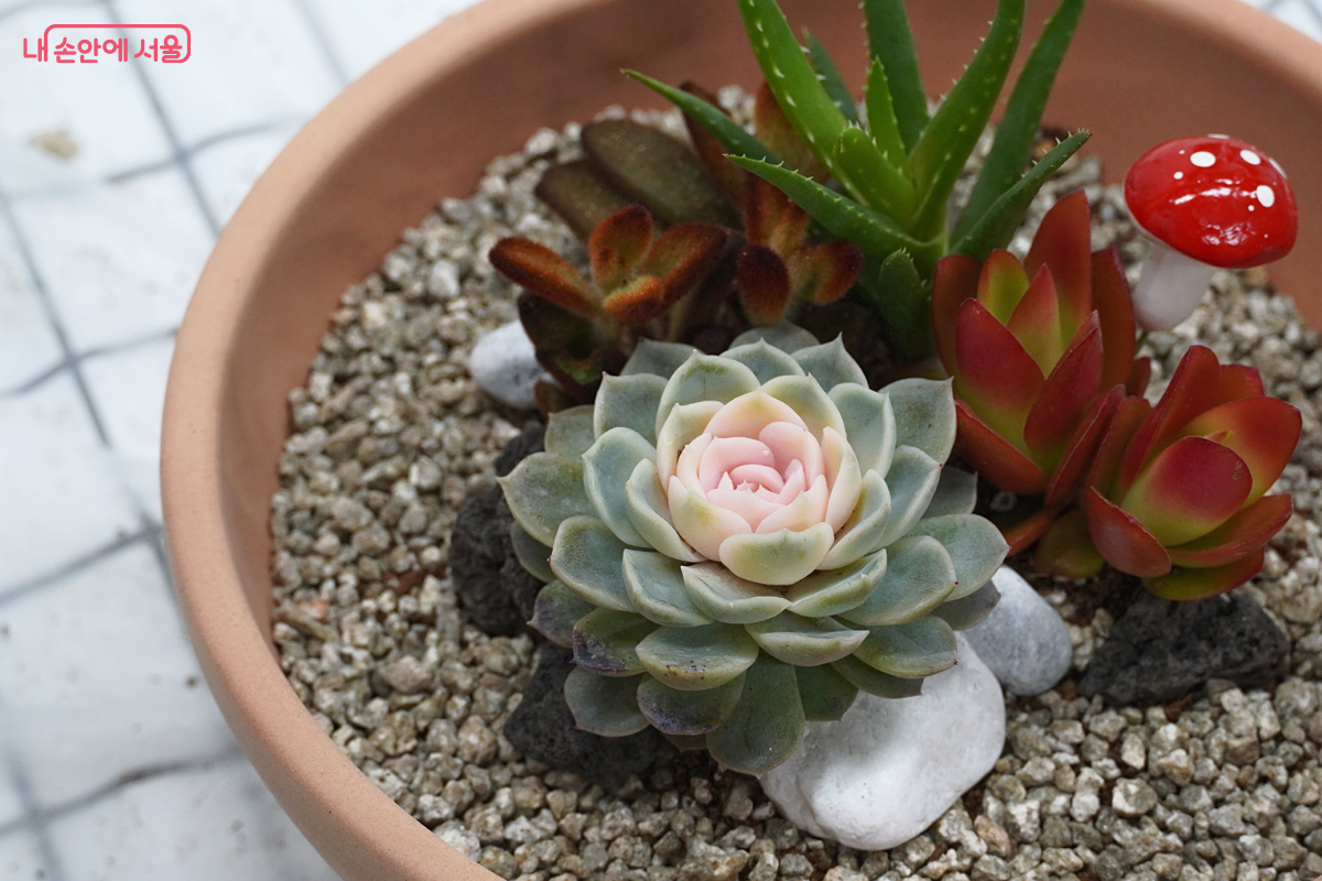네 가지의 다육식물과 장식품이 주황색 원형 화분 안에 보기 좋게 배치되어 있다.