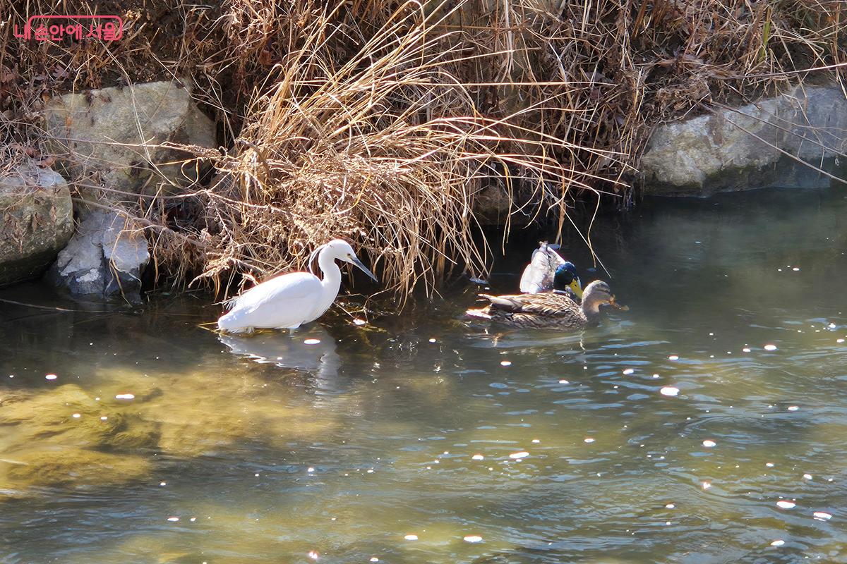 쇠백로와 청둥오리 두 마리가 얼음이 완전히 녹은 장지천에서 먹이를 먹고 있다. ©정향선