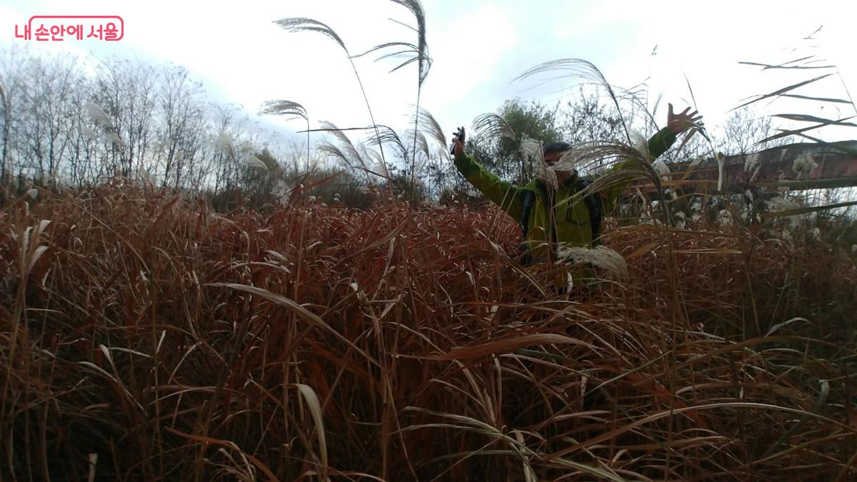 행주산성 역사공원 한강변에서 만난 금빛 갈대숲 ⓒ최용수