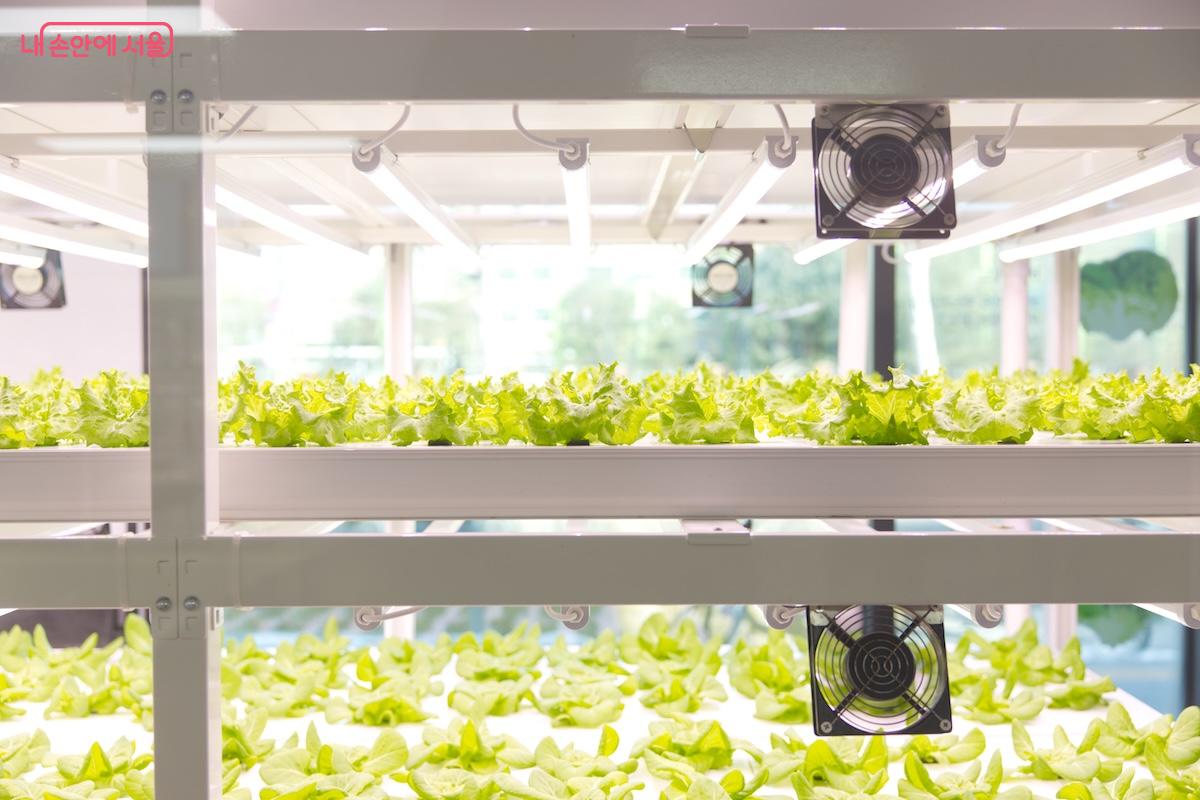 강북 스마트팜 센터에서 직접 기르고 있는 채소들을 볼 수 있었다