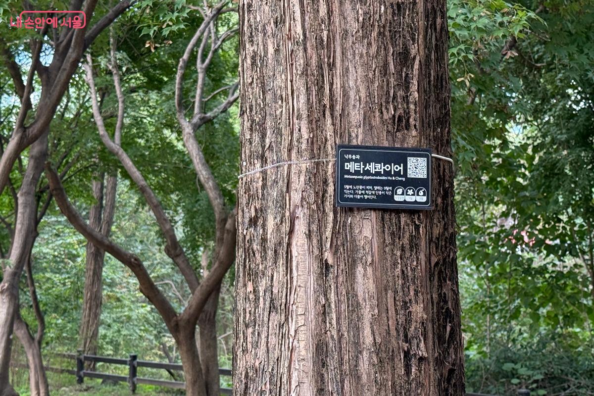 수목 표찰 덕분에 어떤 나무인지 쉽게 알 수 있다. &copy;임윤아