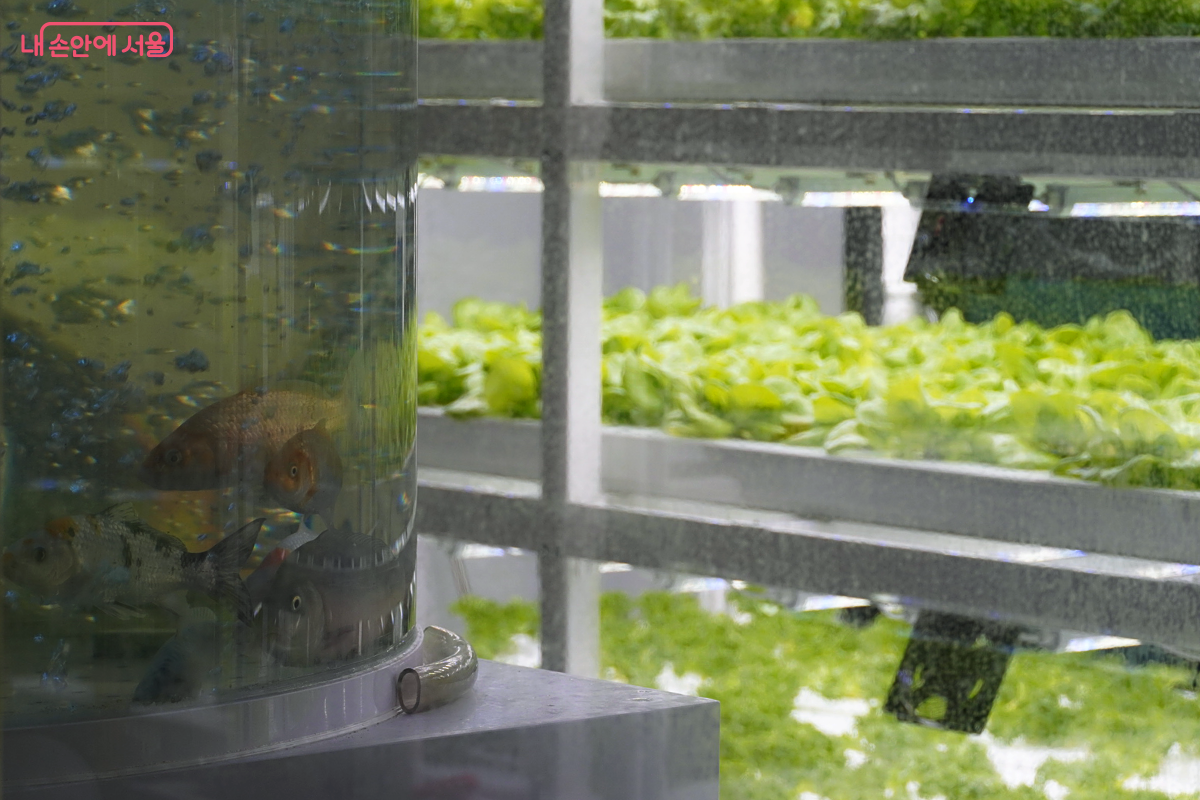 아쿠아포닉스 재배실로 사진 왼쪽에는 물고기 수조가 있고, 오른쪽에는 인공 조명을 쬐고 있는 잎채소가 자라나고 있다.